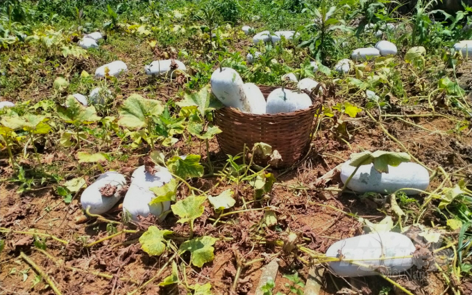 Courgettes in Van Trinh commune, Thach An district are hard to find the output market. Photo: C.H.