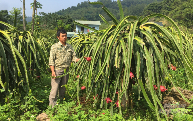 Ông Đinh Văn Cừ, xóm Vũ Ngược, xã Vũ Minh, huyện Nguyên Bình trồng 1.400 trụ thanh long đến lúc thu hoạch chưa biết tìm đầu ra. Ảnh: C.H.