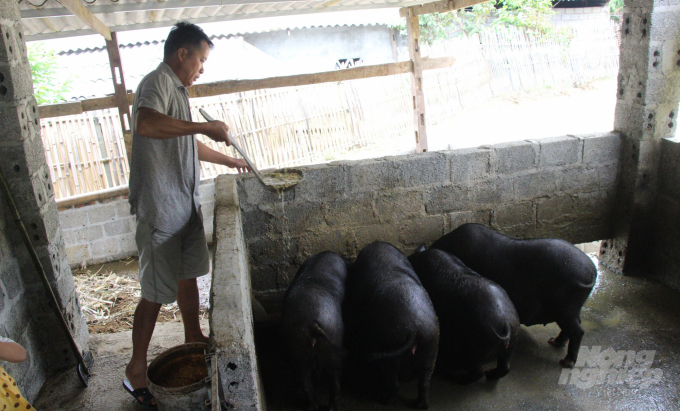 Các hộ chăn nuôi lợn cũng gặp nhiều khó khăn trong thời điểm dịch Covid-19 kéo dài. Ảnh: C.H.