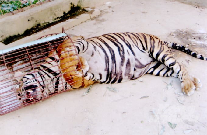 Một con hổ  bị đánh thuốc mê. Ảnh: NVCC.