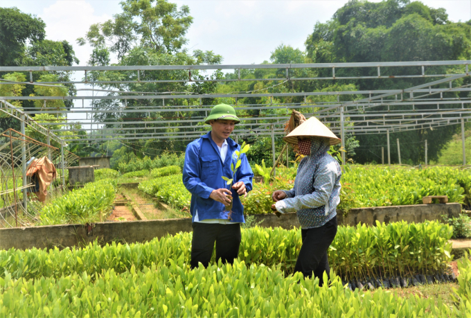 Tuyên Quang đã có rất nhiều chính sách hỗ trợ giống cây lâm nghiệp mới chất lượng, năng suất cao, sạch bệnh nhằm chuyển nhanh chất lượng rừng. Ảnh: Đào Thanh.