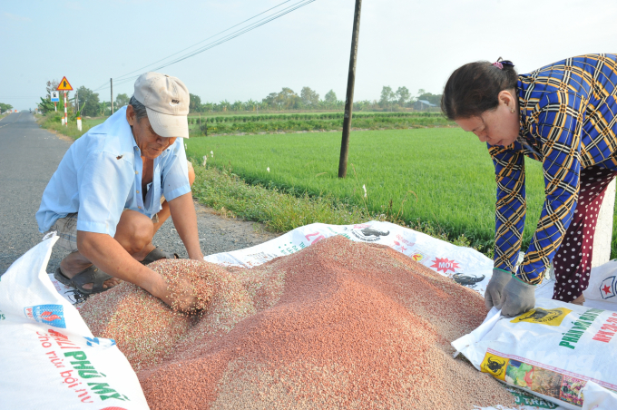 Phân bón đóng vai trò cốt yếu cho sản xuất lúa, nhưng đang làm khó nông dân. Ảnh: LHV.