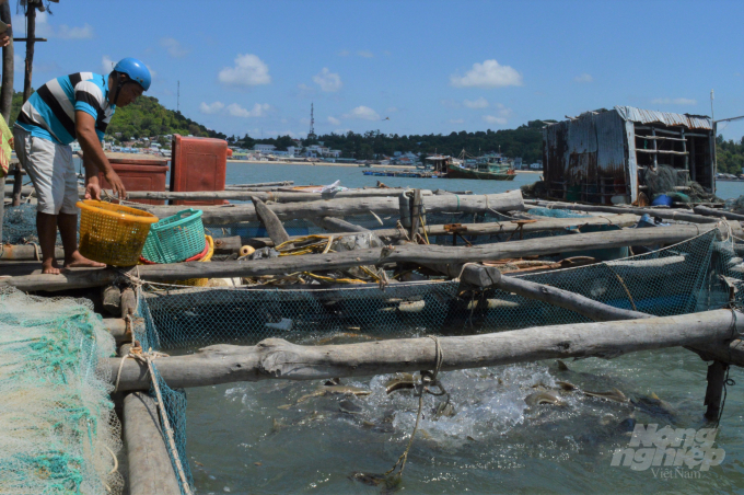 Các sản phẩm nuôi biển của ngư dân Kiên Giang như: cá bớp, cá bống mú, đang rất cần được kết nối tiêu thụ. Ảnh: Trung Chánh.