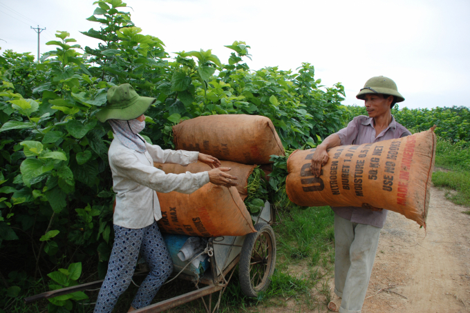 Nghề trồng dâu nuôi tằm đã mang lại thu nhập cao cho nông dân huyện Trấn Yên. Ảnh: Thái Sinh.
