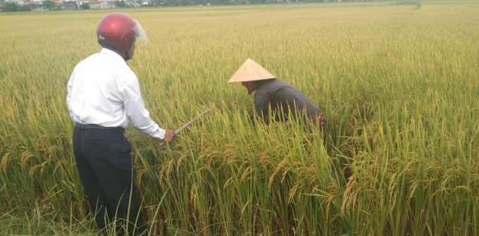 Nông dân Thị xã Ba Đồn trên cánh đồng thực hiện mô hình liên kết sản xuất lúa sạch. Ảnh: N.Tâm