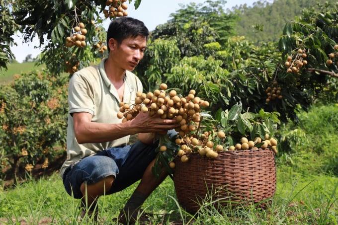 This year, Son La province’s longan production volume is estimated at 113,000 tons. Photo: Son Tung.