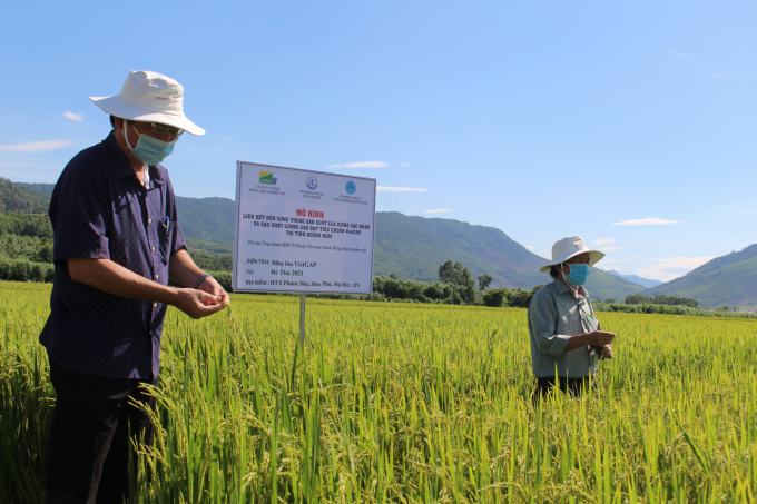 Mô hình sản xuất lúa theo tiêu chuẩn VietGAP ở tỉnh Quảng Ngãi được nông dân hưởng ứng. Ảnh: N.Đ.