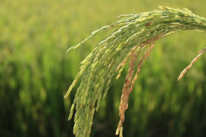 Sản xuất lúa theo tiêu chuẩn VietGAP không chỉ giảm được nhiều chi phí đầu tư mà còn mang lại năng suất cao. Ảnh: L.K.