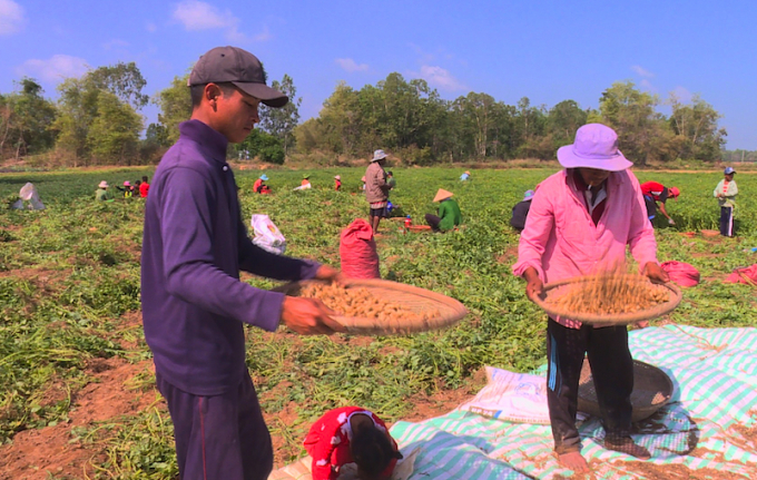 Đậu phộng là một trong 7 loại cây trồng được lựa chọn tái cư cấu nông nghiệp của tỉnh Trà Vinh. Ảnh: MĐ.