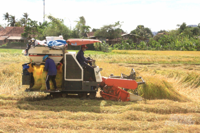 Việc thu hoạch lúa bằng máy gặt đập liên hợp sẽ hạn chế được tụ tập đông người, phù hợp với quy định phòng chống dịch Covid-19. Ảnh: Vũ Đình Thung.