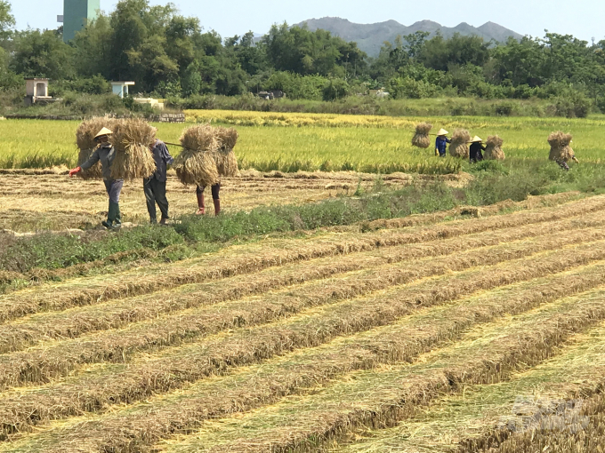 Ngành chức năng Bình Định yêu cầu nông dân thu hoạch lúa vụ thu năm 2021 bằng phương pháp thủ công phải thực hiện giãn cách. Ảnh: Vũ Đình Thung.