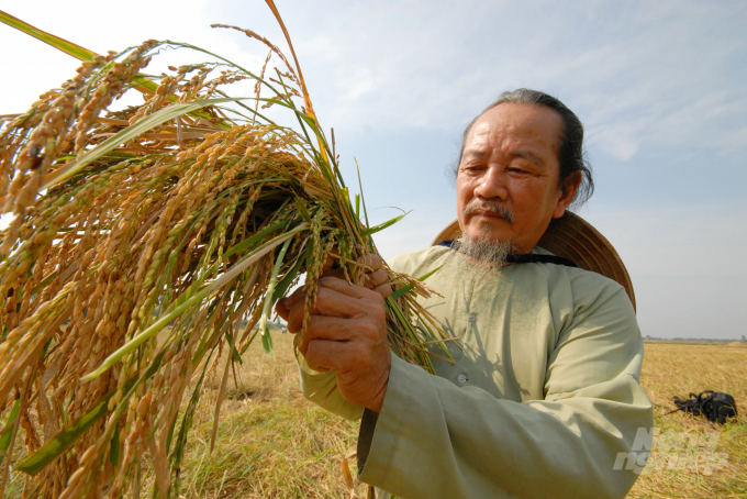 Lúa mùa nổi đem lại giá trị kinh tế và văn hóa . Ảnh: Lê Hoàng Vũ.