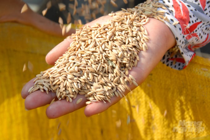 Bình quân mỗi vụ, nông dân trồng lúa mùa nổi lãi trên 3,5 triệu đồng/công, hiệu quả thường cao hơn lúa cao sản. Ảnh: Lê Hoàng Vũ.