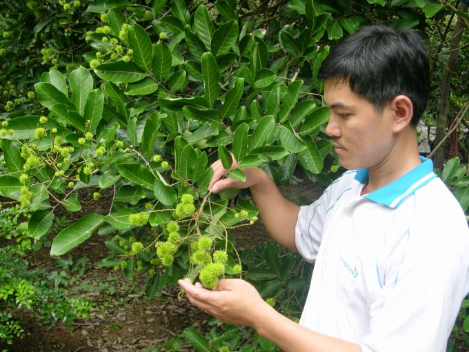 Bên cạnh nhãn, chôm chôm cũng là một trong các loại trái cây bị rệp sáp thường xuyên gây hại. Ảnh: Lê Hoàng Vũ.