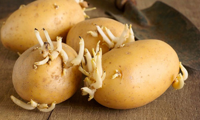 Tuyệt đối được sử dụng khoai tây mọc mầm để chế biến món ăn. Ảnh minh họa.