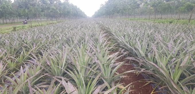 Doveco Gia Lai’s pineapple field. Photo: Dang Lam.