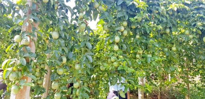 Giống chanh leo đầu dòng DG1 của Doveco- Gia Lai tạo nên những vườn cây trĩu quả. Ảnh: Tuấn Anh. 