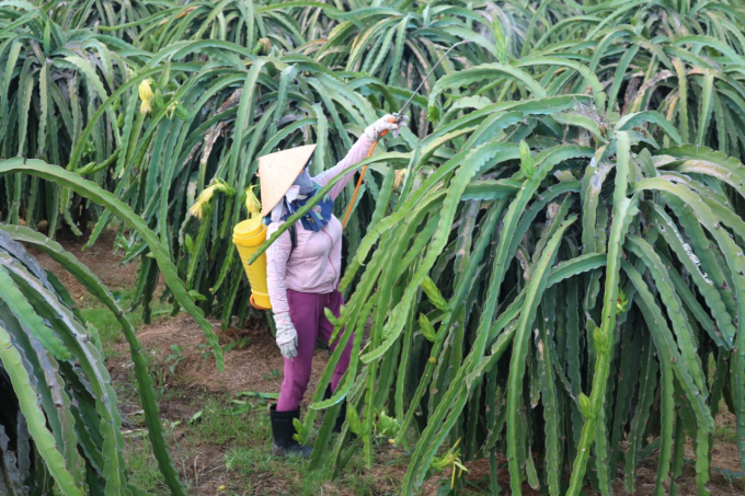 Cục BVTV đề nghị tăng cường công tác kiểm tra, giám sát chặt các đối tượng sinh vật gây hại cây ăn quả ngay tại các vùng trồng. Ảnh: KS.