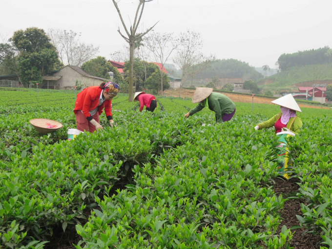 Harvesting tea in Phu Do commune (Phu Luong district, Thai Nguyen province). Photo: Dong Van Thuong.