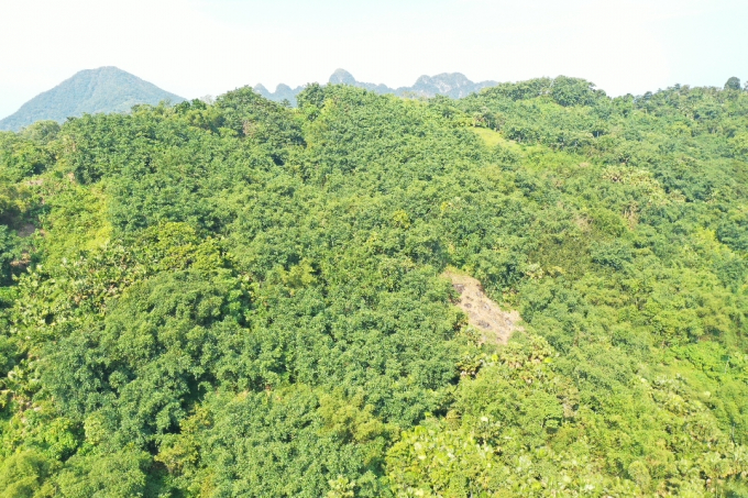 Những cánh rừng ở Lâm Thượng ngày nay đã xanh lại bạt ngàn nhờ phát triển cây măng gắn với kinh tế rừng. Ảnh: Khắc Điệp.