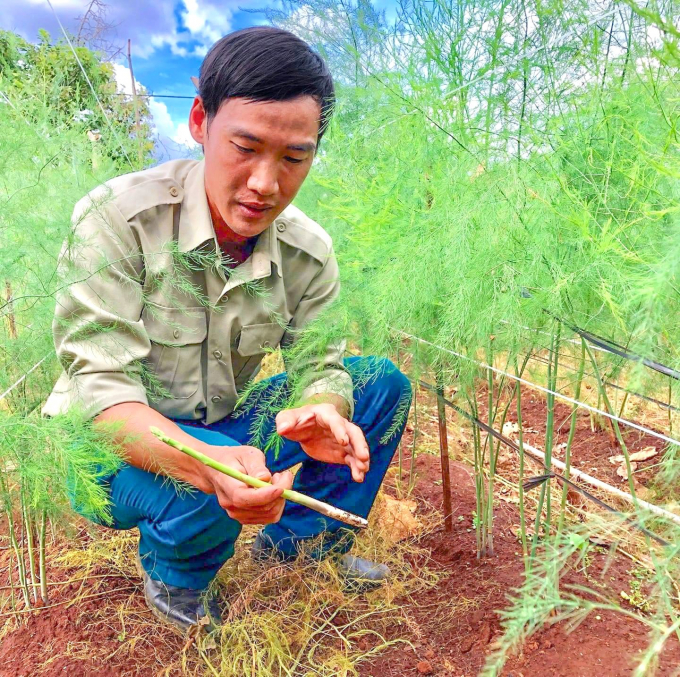 Anh Trần Văn Hạnh tiên phong đưa cây măng tây về xã Bàu Cạn (huyện Chư Prông, Gia Lai). Ảnh: Đỗ Doanh.