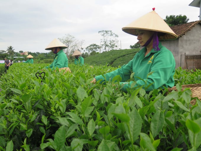 Trồng chè hưỡng hữu cơ đang giúp chè Thái Nguyên lấy lại hương vị đặc sắc vốn có, nhưng vẫn đảm bảo môi trường bền vững, giá trị gia tăng và lợi thuận cho nông dân. Ảnh: TN.