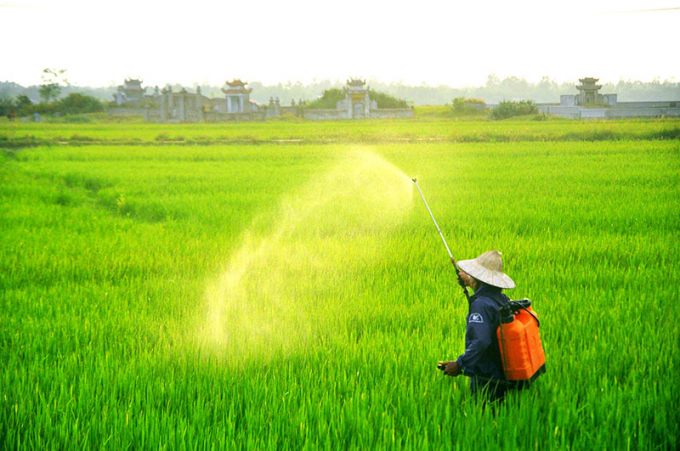 Cục BVTV đề nghị các địa phương vẫn phải tăng cường kiểm tra, hướng dẫn nông dân phòng chống các sâu bệnh hại lúa trong điều kiện dịch bệnh Covid-19. Ảnh: TL.