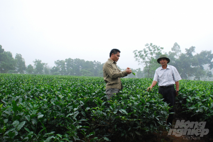 Người trồng chè ở Thái Nguyên đã có những chuyển biến rất tích cực về quan điểm sản xuất từ việc tiếp cận với IPM. Ảnh: ĐT.