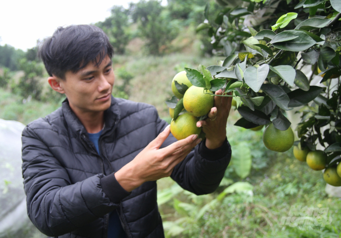 Nhiều vùng cây ăn quả tọng điểm của Nghệ An đã có bước chuyển mạnh mẽ về sản xuất, chất lượng sản phẩm nhờ ứng dụng KH-CN.. Ảnh: Việt Khánh. 