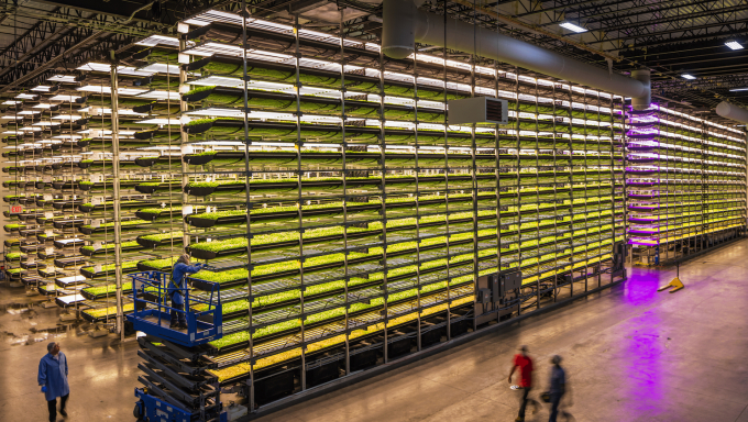 AeroFarms sử dụng ánh sáng đèn LED tạo ra thuật toán tùy chỉnh nhằm tối ưu hóa sự phát triển cho từng loại cây trồng trong nhà theo phương thức thẳng đứng. Ảnh: Greenbiz