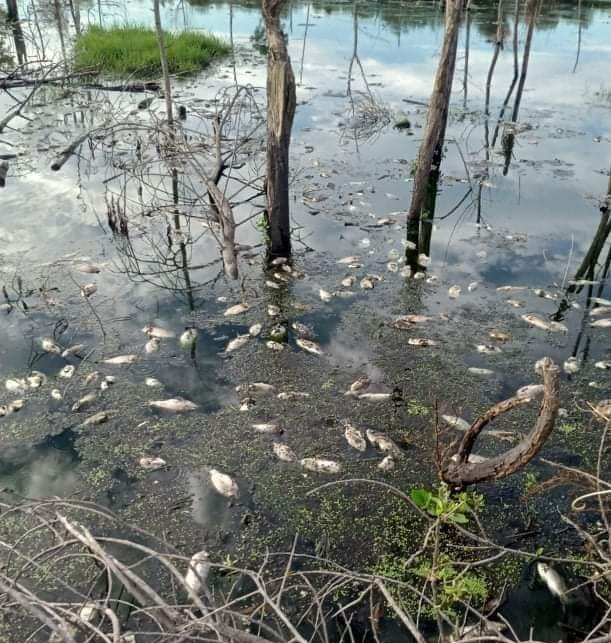 Cá tự nhiên bị chết hàng loạt ở sông suối gần khu Khu công nghiệp Phong Điền. Ảnh: T.T