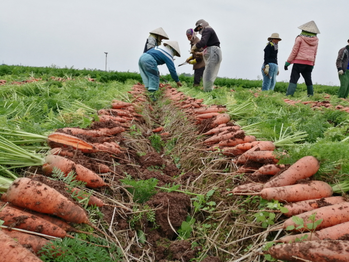 Thị trường tiêu thụ những tháng cuối năm dự báo sẽ có nhiều bất ổn nhưng trong vụ thu đông người dân vẫn không giảm diện tích trồng cà rốt. Ảnh: Trung Quân.