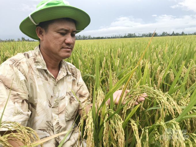 Qua nhiều vụ trồng thử nghiệm, giống lúa OM468 ở các tỉnh ĐBSCL có nhiều ưu điểm vượt trội.  Ảnh: Hoàng Vũ.