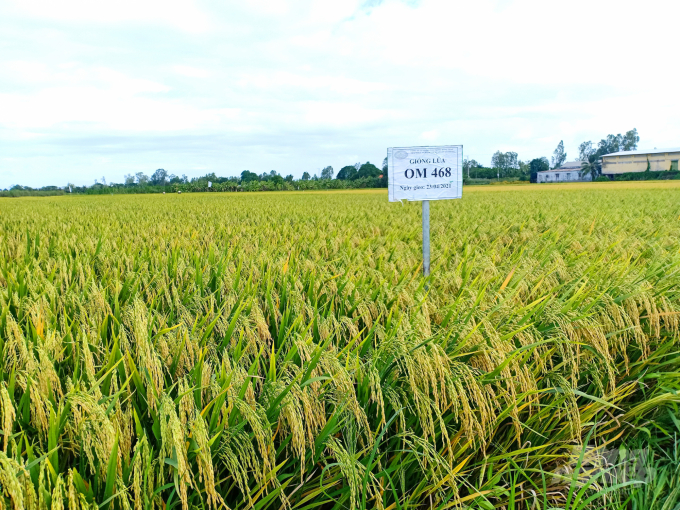 Năng suất lúa OM468 trong vụ hè thu 2021 tại huyện Hòa Bình (Bạc Liêu) từ 6,8-6,9 tấn/ha. Ảnh: Hoàng Vũ.