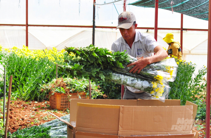 Gia đình ông Nguyễn Hạnh hiện đang thu hoạch hoa cúc bán cho thương lái với giá 4.000 đồng/bó. Ảnh: Minh Hậu.