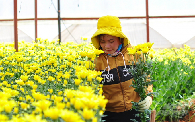 Nông dân trồng hoa Đà Lạt vẫn cố gắng duy trì tiếp sản xuất để cung ứng hàng cho dịp cuối năm. Ảnh: Minh Hậu.