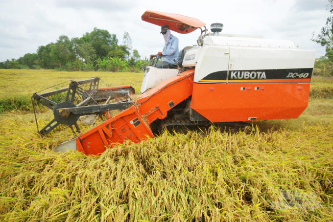 Problems relating to rice harvesting and the post-harvest process slowed down rice consumption and exports in the Mekong Delta provinces. Photo: Le Hoang Vu.