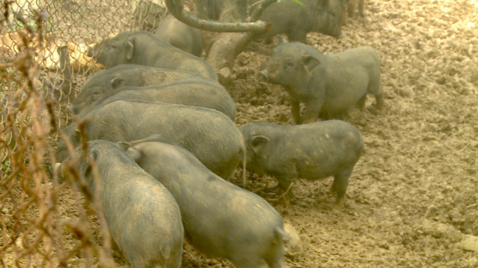 Lợn đen Mường Khương là đặc sản của vùng cao Lào Cai. Ảnh: H.Đ.