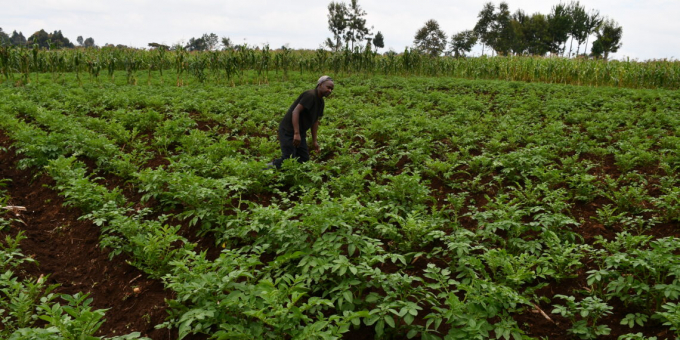 Mwaniki, nông dân 33 tuổi ở Kenyam đang đi thăm đồng.