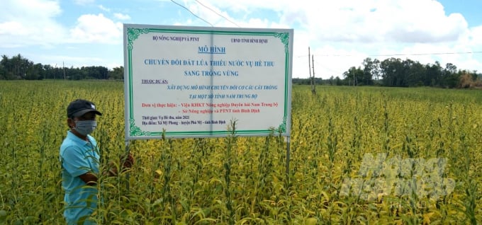 Mô hình chuyển đổi trên đất lúa thiếu nước sang trồng vừng trong vụ hè thu 2021 tại xã Mỹ Phong (huyện Phù Mỹ, Bình Định). Ảnh: Vũ Đình Thung.