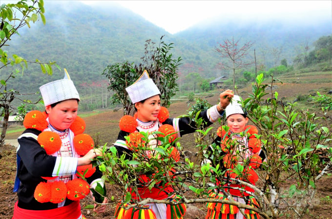 Chè shan tuyết là một trong những cây trồng mang lại nguồn thu ổn định cho bà con xã Sinh Long. Ảnh: Đào Thanh.