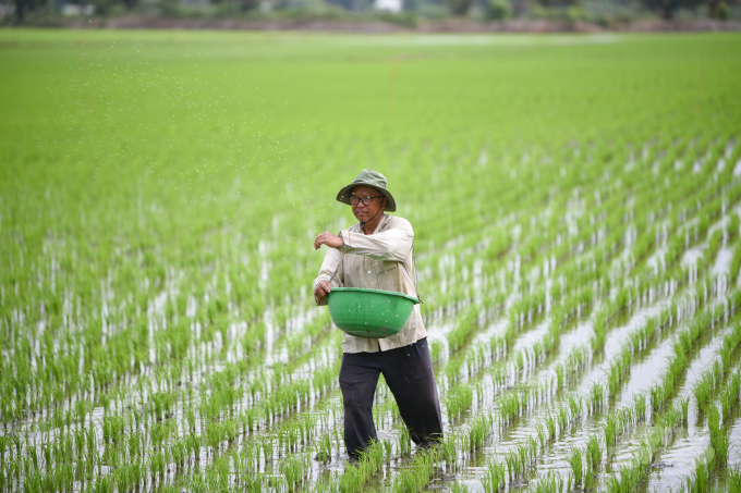Một cánh đồng áp dụng hình thức cấy lúa thay vì sạ theo truyền thống ở ĐBSCL. Ảnh: Tùng Đinh.