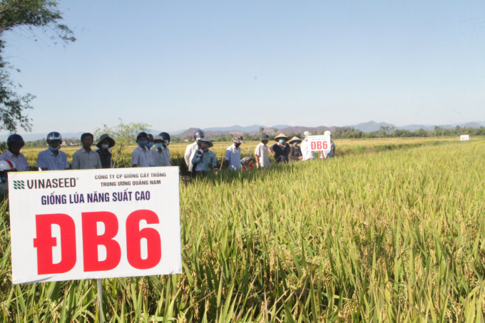 giống lúa DDB6 sản xuất vụ hè thu 2021 tại HTX Nông nghiệp Phú Lương 3. Ảnh: Tiến Thành.
