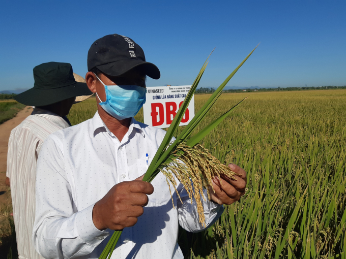 Nông dân Phạm Tiến phấn khởi về năng suất và chất lượng của giống lúa mới ĐB6. Ảnh: Tiến Thành.