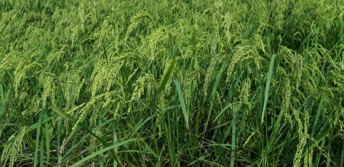 Lúa mùa được trồng thử nghiệm ở vùng phèn nặng và ngập nước, tỉnh An Giang. Ảnh: Văn Vũ.