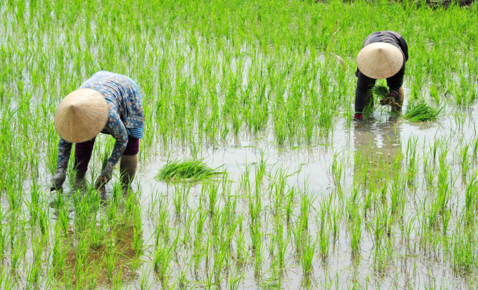 In the last decades, land usage for investment and production has had considerable success, but the investment process also degrades soil characteristics and ecosystems. Photo: Le Hoang Vu.