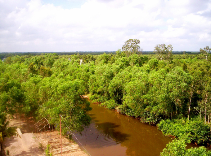 Mangroves growing in coastal marshlands assist in limiting coastal erosion and provide breeding habitats for a variety of saltwater aquatic animals.