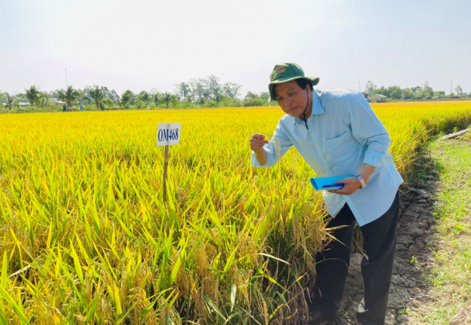 Ông Nguyễn Văn Hồng kiểm tra cánh đồng lúa giống. Ảnh: LHV.