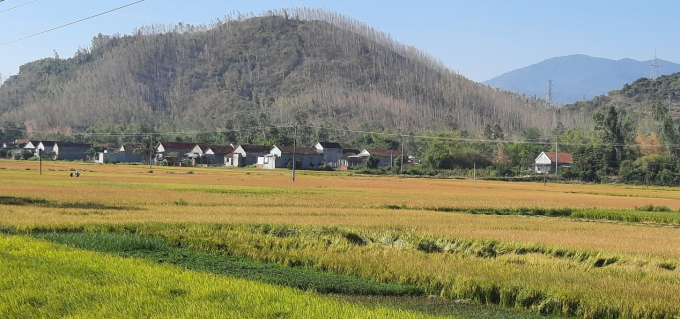 Những cánh rừng trồng bị cháy khô ở huyện Tây Sơn (Bình Định), nhìn từ xa kéo dài nối tiếp nhau. Ảnh: Vũ Đình Thung.