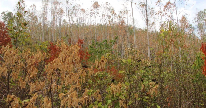 Cận cảnh 1 khoảnh rừng đứng chết khô trong nắng nóng ở huyện Tây Sơn (Bình Đình). Ảnh: Vũ Đình Thung.